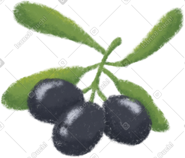 Black olive PNG, SVG