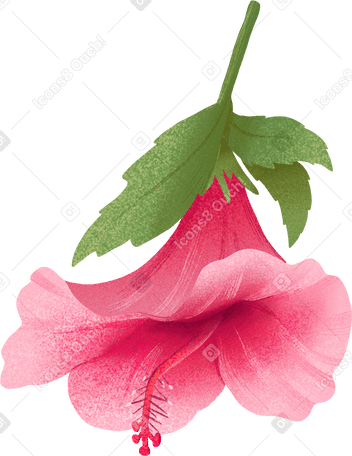 pink hibiscus flower with leaf PNG、SVG