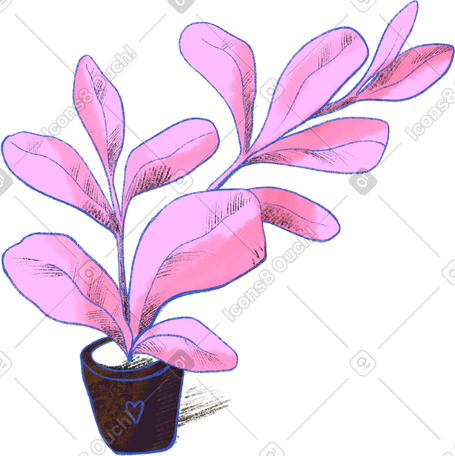 indoor pink flower PNG, SVG