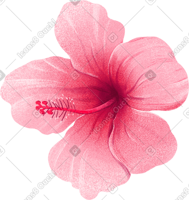 Big pink hibiscus flower PNG, SVG