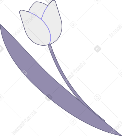 weiße tulpe PNG, SVG