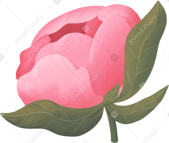 Розовый полузакрытый пион с листьями в PNG, SVG
