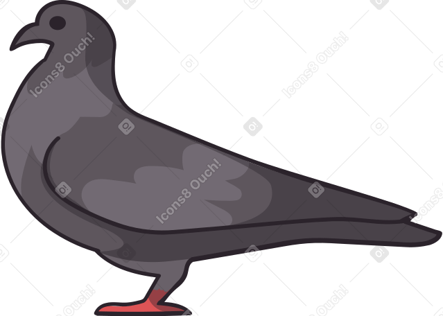 grey pigeon PNG, SVG
