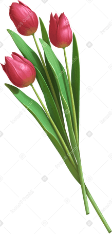 bouquet of tulips PNG, SVG