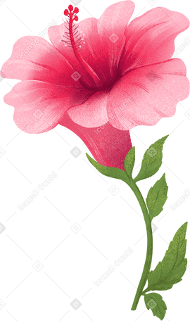 large pink hibiscus flower on a stem with leaves PNG, SVG