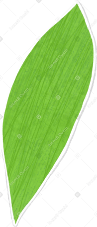 small light green leaf Illustration in PNG, SVG