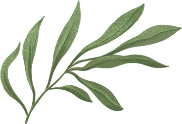 twig with stretched green leaves PNG, SVG