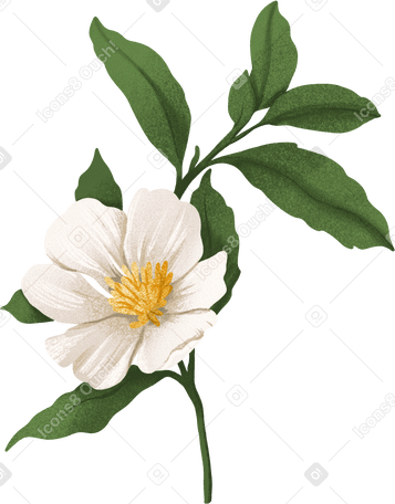 Белый цветок шиповника на стебле с листьями в PNG, SVG