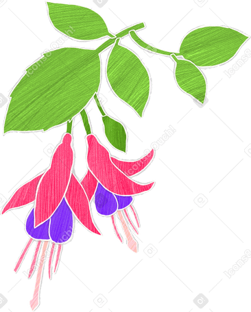 fuchsia flowers on a branch PNG, SVG