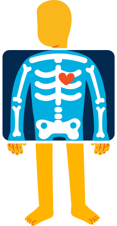 x-ray Illustration in PNG, SVG
