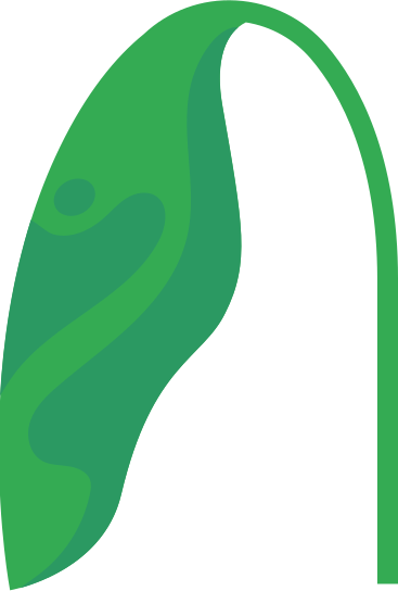 leaf animated illustration in GIF, Lottie (JSON), AE