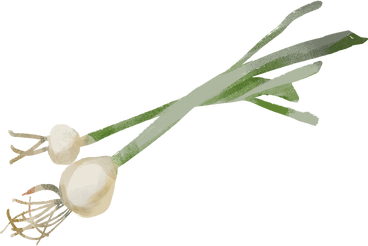 onion PNG, SVG