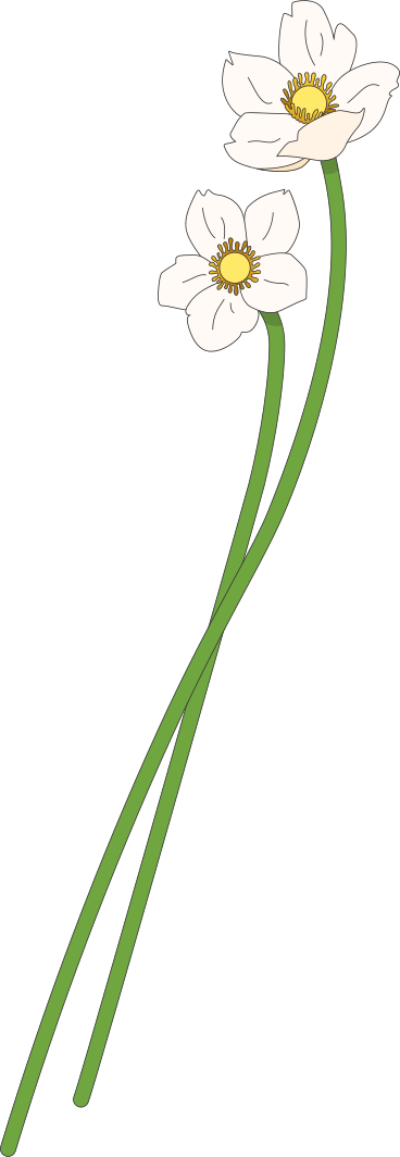 Два цветка анемоны-подснежника в PNG, SVG