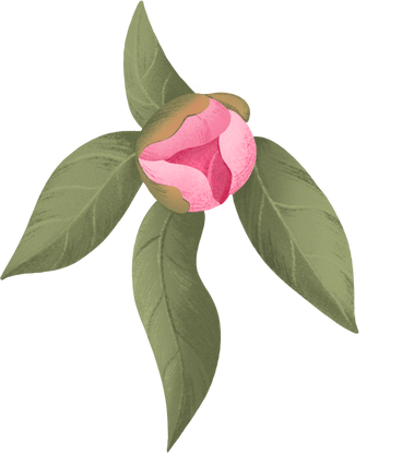Small peony bud with leaves PNG、SVG