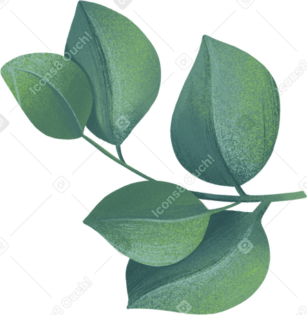 sprig of eucalyptus leaves PNG, SVG