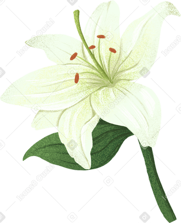 white lily with a greenish tint and leaf в PNG, SVG