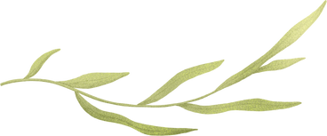Grüner gebogener zweig mit langen blättern PNG, SVG