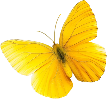 Yellow butterfly PNG、SVG