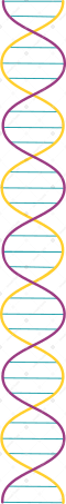 helix dna chain Illustration in PNG, SVG