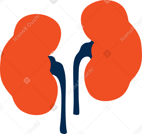 kidneys Illustration in PNG, SVG