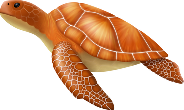 거북이 중간 PNG, SVG