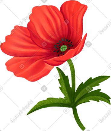 Large red poppy with a dark center PNG, SVG