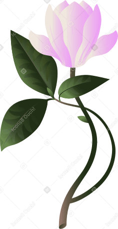 large pink magnolia flower on a twig with leaves PNG, SVG
