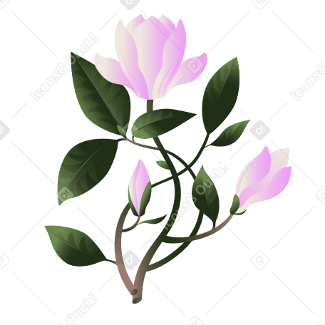 Мягкие розовые цветы магнолии на стеблях в PNG, SVG