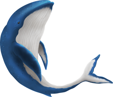 Whale PNG, SVG