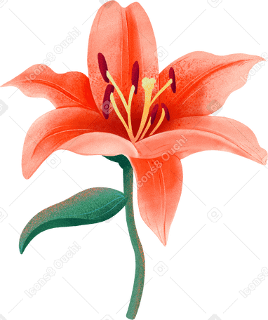 orange lily on a stem PNG, SVG