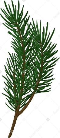 christmas tree branch PNG、SVG