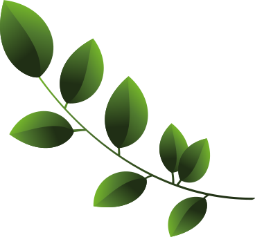 twig with green leaves PNG, SVG