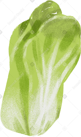 cabbage Illustration in PNG, SVG