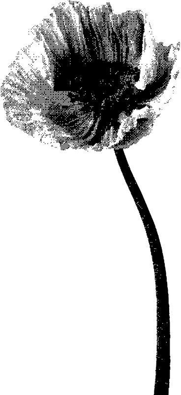 양귀비 꽃 PNG, SVG
