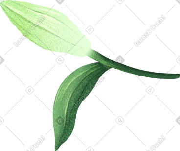 Small bud of white lily PNG, SVG