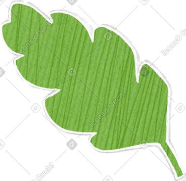 Green leaf lettuce PNG, SVG