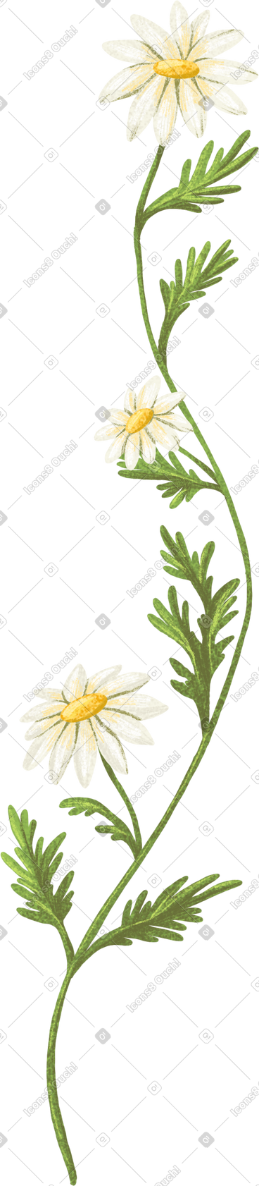 绿色树枝上的雏菊 PNG, SVG