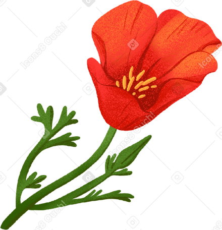 red poppy on a green stem PNG、SVG