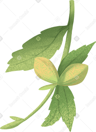 green leaves with hibiscus buds PNG, SVG