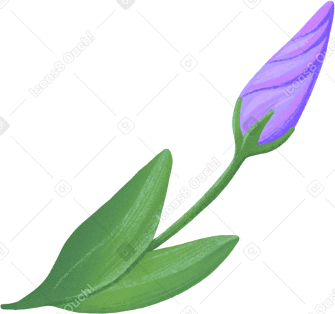 little eustoma bud в PNG, SVG