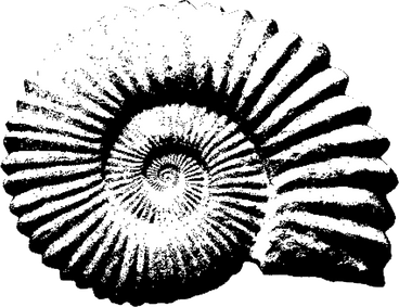 Fossil shell в PNG, SVG