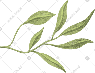 Thin branch with elongated green leaves PNG, SVG