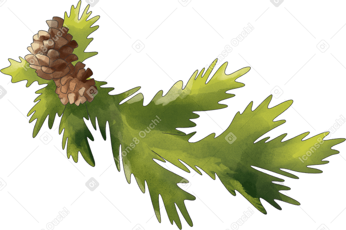 fir branch with cones Illustration in PNG, SVG