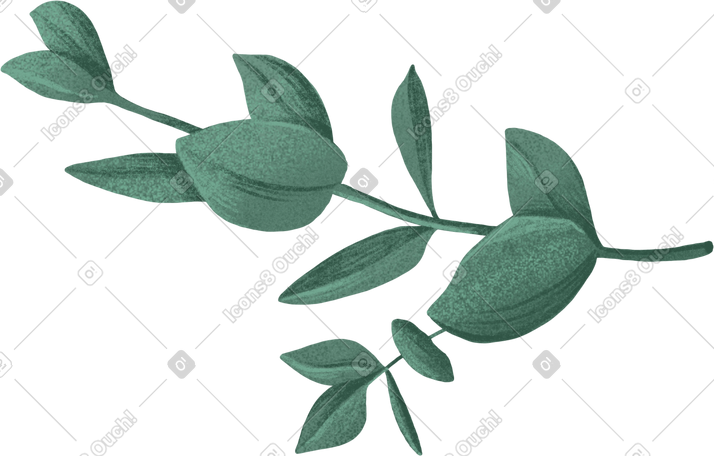 double green eucalyptus branch PNG, SVG