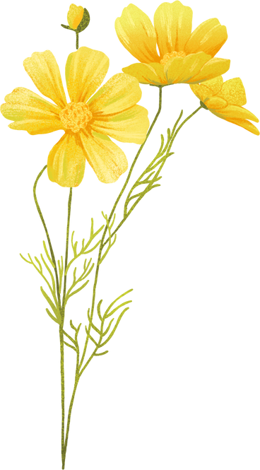 yellow delicate flowers and a bud on stem PNG, SVG