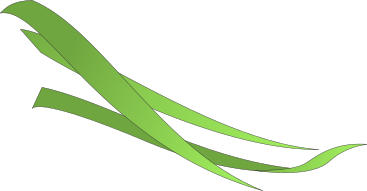 Three thin grass leaves PNG, SVG
