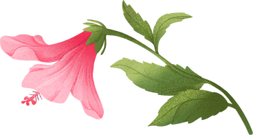 잎이 있는 줄기에 큰 분홍색 히비스커스 꽃 PNG, SVG
