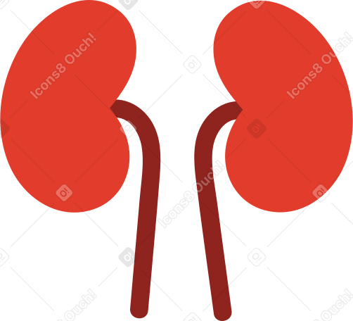 kidneys PNG, SVG