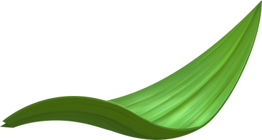 single thick grass leaf PNG, SVG