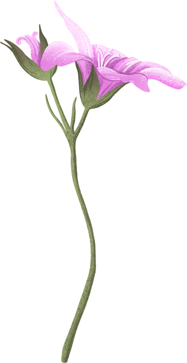 pink opened flower and bud PNG, SVG